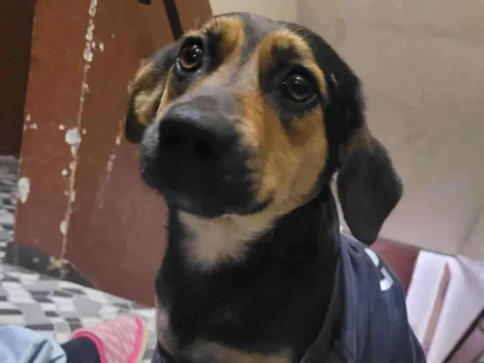 Cachorro ra a Vira lata  idade  nome Não sabemos 