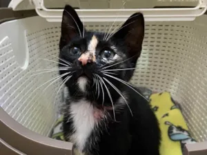 Gato raça Srd idade Abaixo de 2 meses nome Bia
