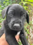 Cachorro raça SRD-ViraLata idade Abaixo de 2 meses nome Luke