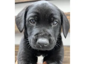 Cachorro raça SRD-ViraLata idade Abaixo de 2 meses nome Luke