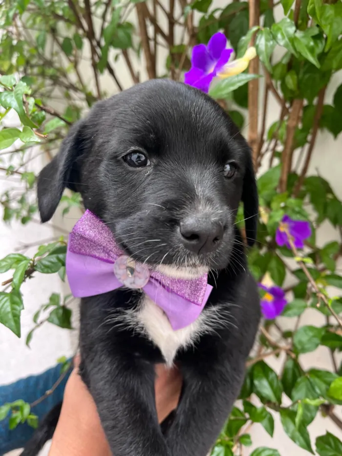 Cachorro raça SRD-ViraLata idade Abaixo de 2 meses nome Léia