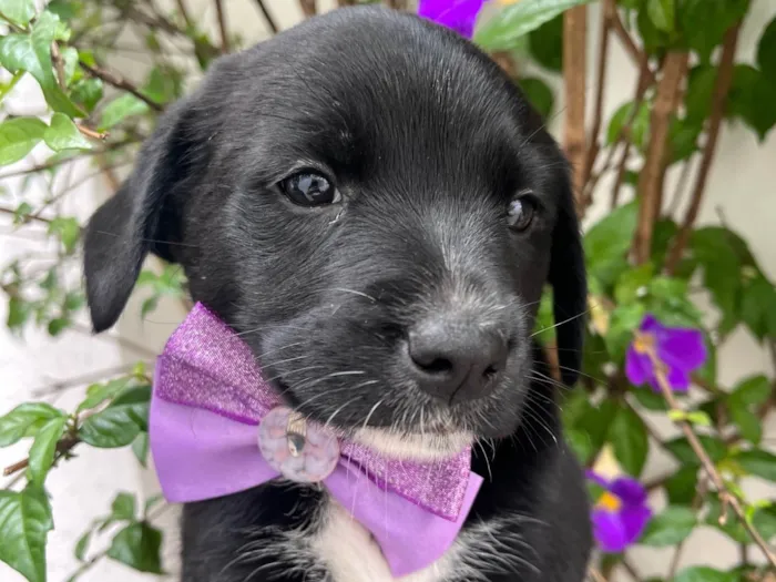 Cachorro raça SRD-ViraLata idade Abaixo de 2 meses nome Léia