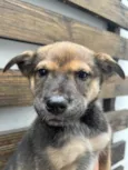 Cachorro raça SRD-ViraLata idade Abaixo de 2 meses nome Billy
