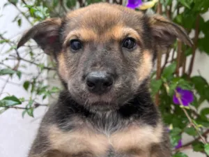 Cachorro raça SRD-ViraLata idade Abaixo de 2 meses nome Billy