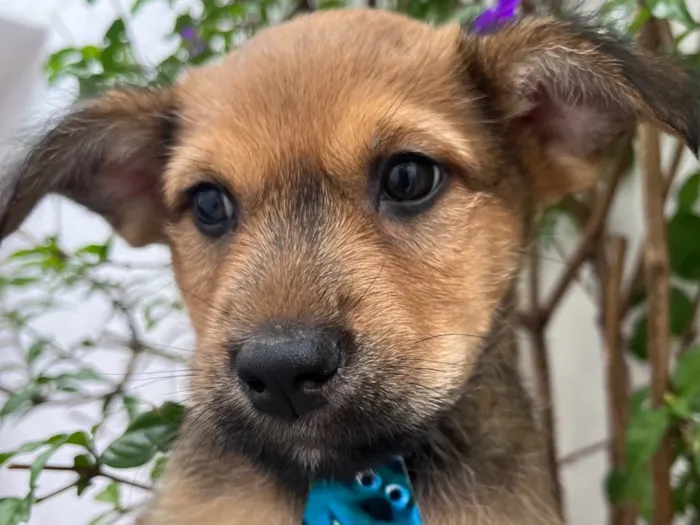 Cachorro raça SRD-ViraLata idade Abaixo de 2 meses nome Bubba