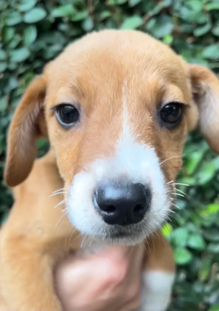 Cachorro raça SRD-ViraLata idade 2 a 6 meses nome Ana Clara