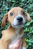 Cachorro raça SRD-ViraLata idade 2 a 6 meses nome Ana Clara