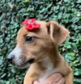 Cachorro raça SRD-ViraLata idade 2 a 6 meses nome Ana Clara