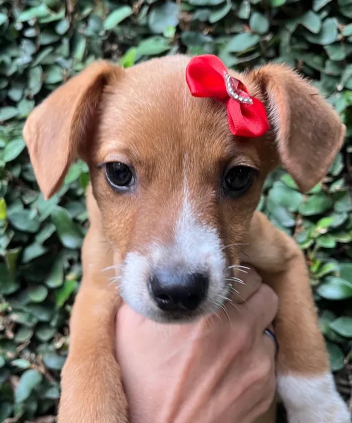 Cachorro raça SRD-ViraLata idade 2 a 6 meses nome Ana Clara