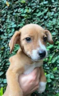 Cachorro raça SRD-ViraLata idade 2 a 6 meses nome Ana Clara