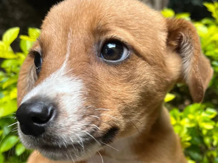 Cachorro raça SRD-ViraLata idade 2 a 6 meses nome Ana Clara