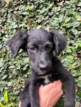 Cachorro raça SRD-ViraLata idade 2 a 6 meses nome Ana Luiza