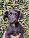Cachorro raça SRD-ViraLata idade 2 a 6 meses nome Ana Lúcia