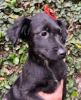 Cachorro raça SRD-ViraLata idade 2 a 6 meses nome Ana Lúcia