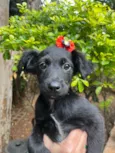 Cachorro raça SRD-ViraLata idade 2 a 6 meses nome Ana Lúcia