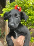Cachorro raça SRD-ViraLata idade 2 a 6 meses nome Ana Lúcia