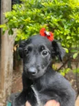 Cachorro raça SRD-ViraLata idade 2 a 6 meses nome Ana Lúcia