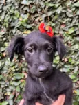 Cachorro raça SRD-ViraLata idade 2 a 6 meses nome Ana Lúcia