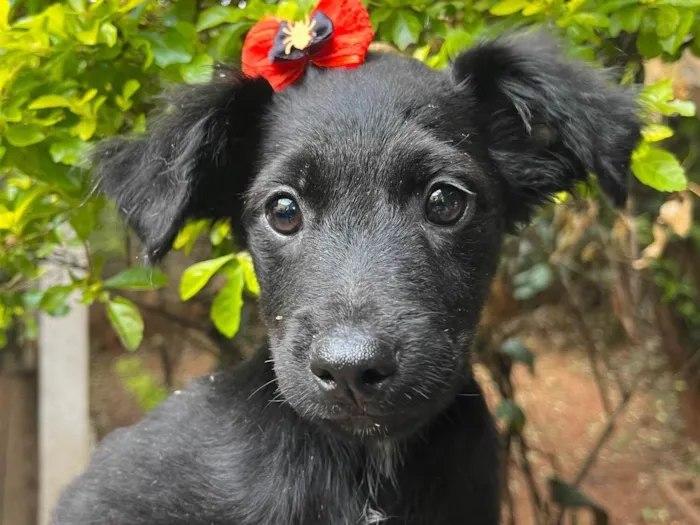 Cachorro raça SRD-ViraLata idade 2 a 6 meses nome Ana Lúcia