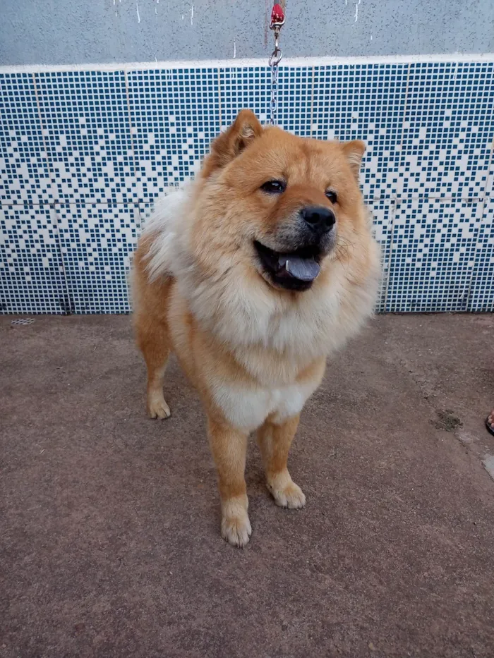 Cachorro raça Chow Chow idade 2 anos nome Thor
