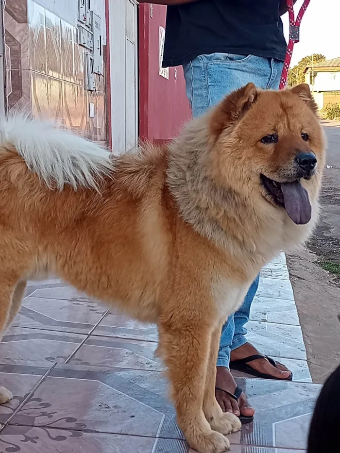 Cachorro raça Chow Chow idade 2 anos nome Thor