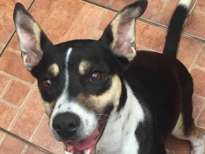 Cachorro ra a SRD-ViraLata idade 1 ano nome Pandora 