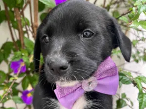 Cachorro raça SRD-ViraLata idade Abaixo de 2 meses nome Léia