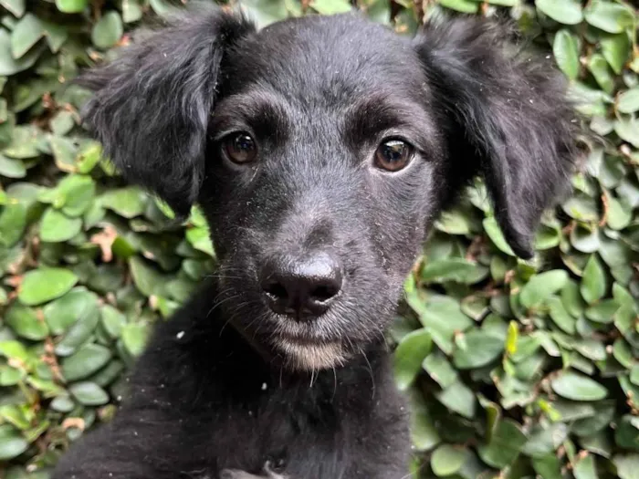 Cachorro raça SRD-ViraLata idade 2 a 6 meses nome Ana Luiza