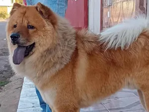 Cachorro raça Chow Chow idade 2 anos nome Thor