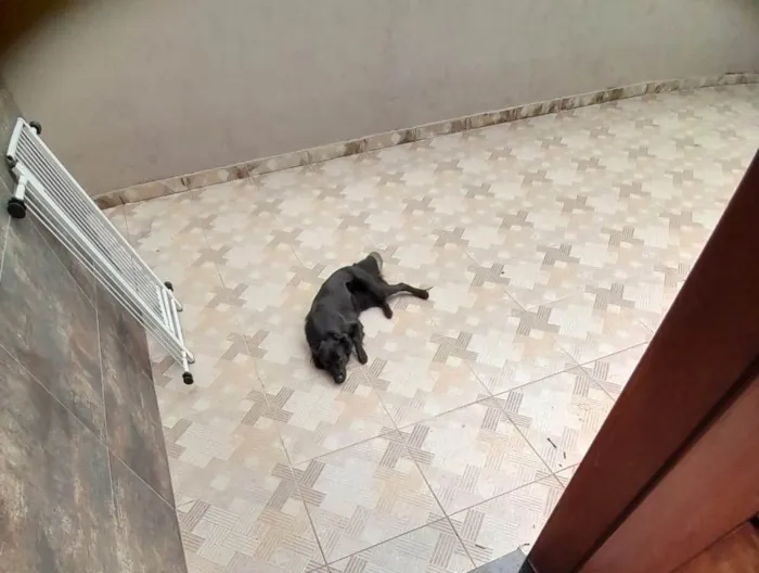 Cachorro raça SRD-ViraLata idade 2 anos nome Lili