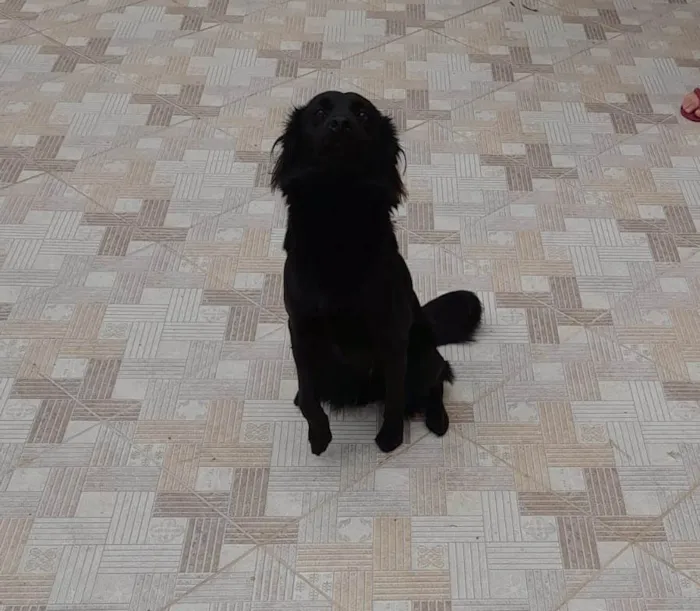 Cachorro raça SRD-ViraLata idade 2 anos nome Lili