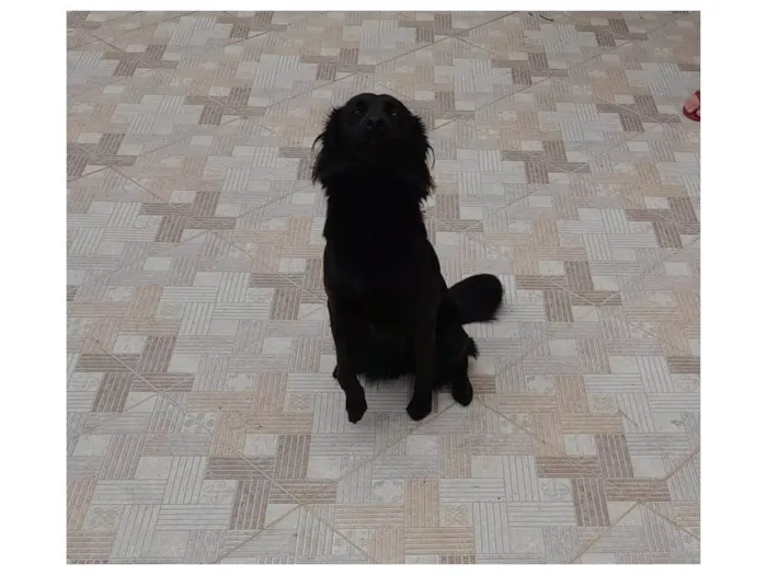 Cachorro raça SRD-ViraLata idade 2 anos nome Lili