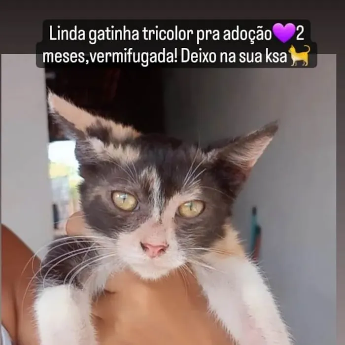 Gato ra a Srd idade 2 a 6 meses nome Serena