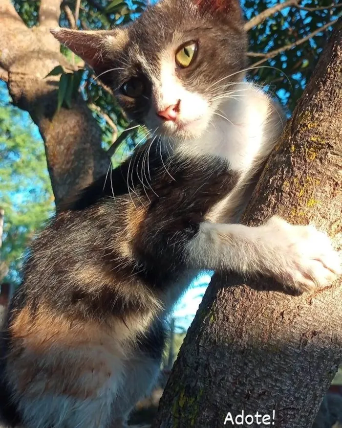 Gato ra a Srd idade 2 a 6 meses nome Serena