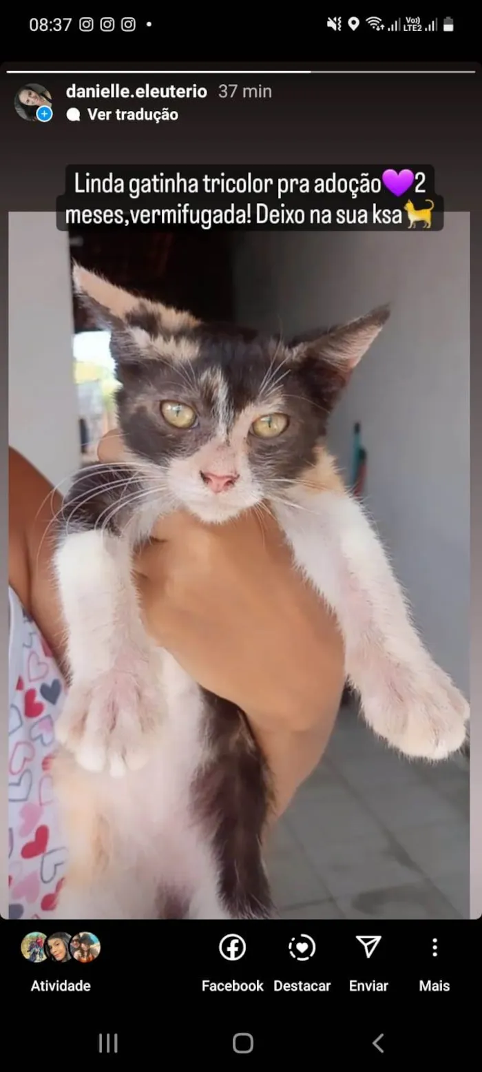 Gato ra a Srd idade 2 a 6 meses nome Serena