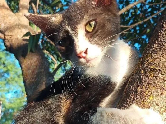 Gato ra a Srd idade 2 a 6 meses nome Serena