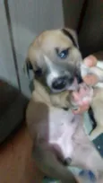 Pequeninos