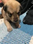 Pequeninos