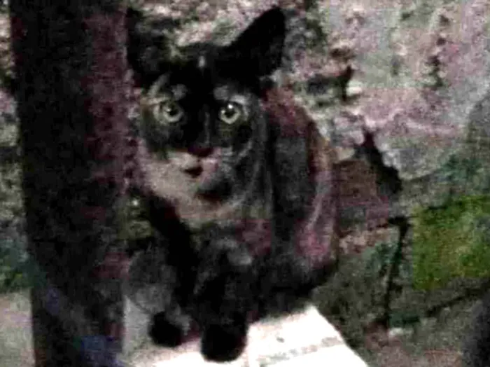Gato ra a Sem raça idade 7 a 11 meses nome Manchada
