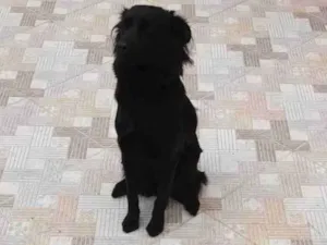 Cachorro raça SRD-ViraLata idade 2 anos nome Lili