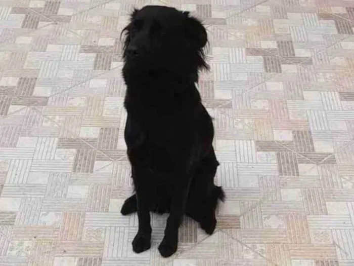 Cachorro raça SRD-ViraLata idade 2 anos nome Lili