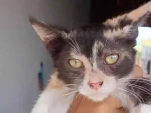 Gato raça Srd idade 2 a 6 meses nome Serena