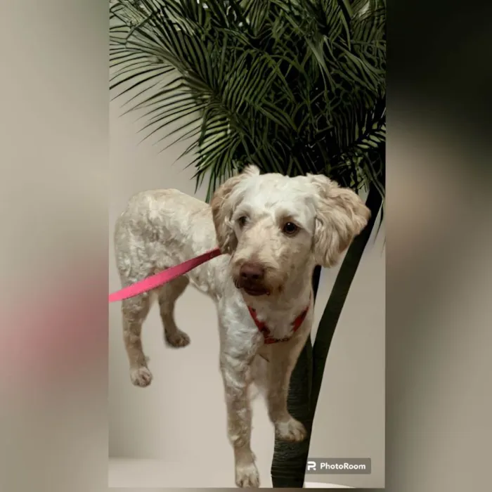 Cachorro ra a SRD-ViraLata idade 2 anos nome PÉROLA