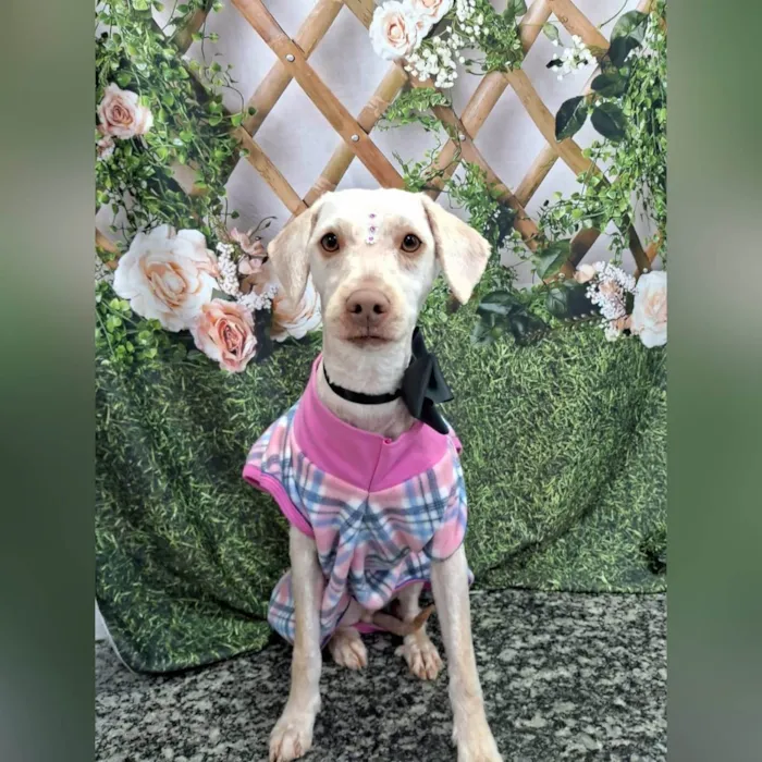 Cachorro ra a SRD-ViraLata idade 2 anos nome PÉROLA