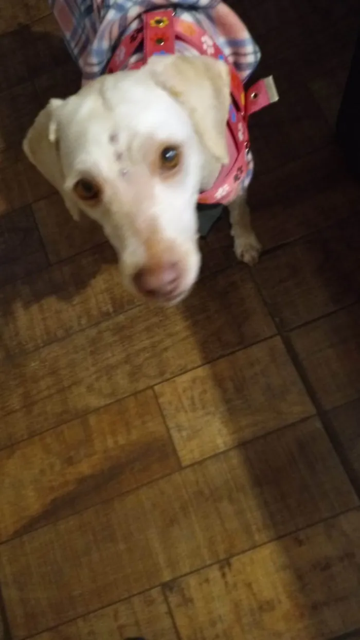 Cachorro ra a SRD-ViraLata idade 2 anos nome PÉROLA