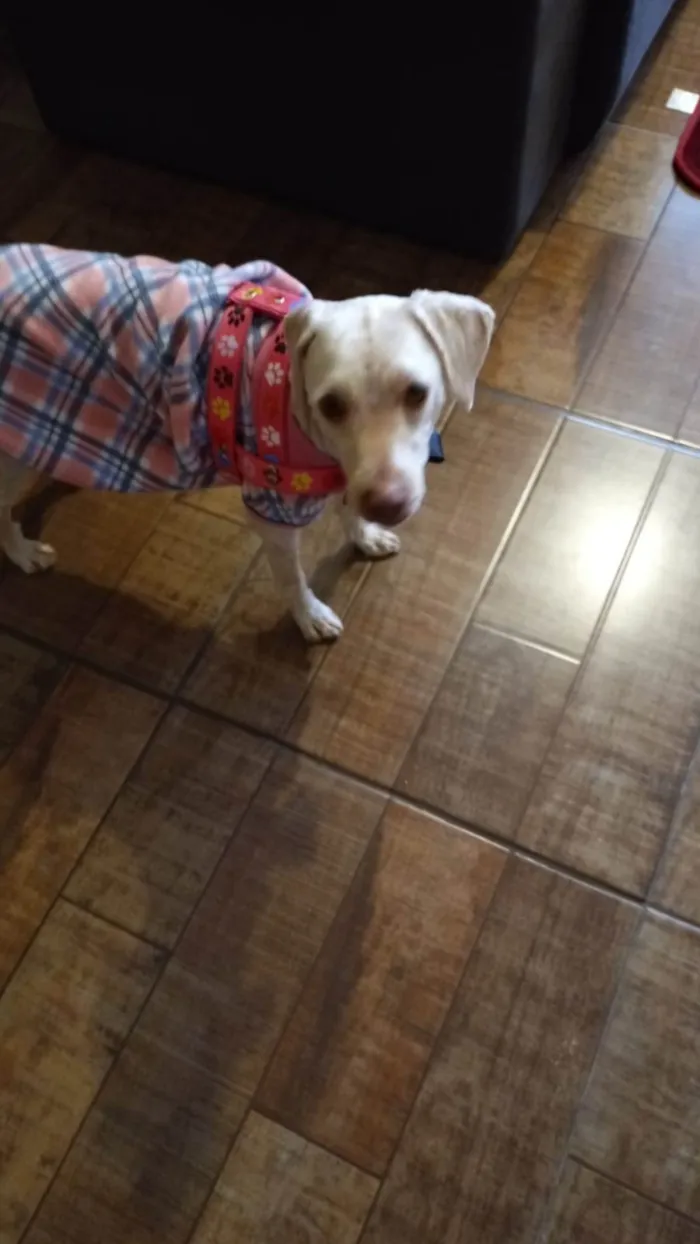 Cachorro ra a SRD-ViraLata idade 2 anos nome PÉROLA