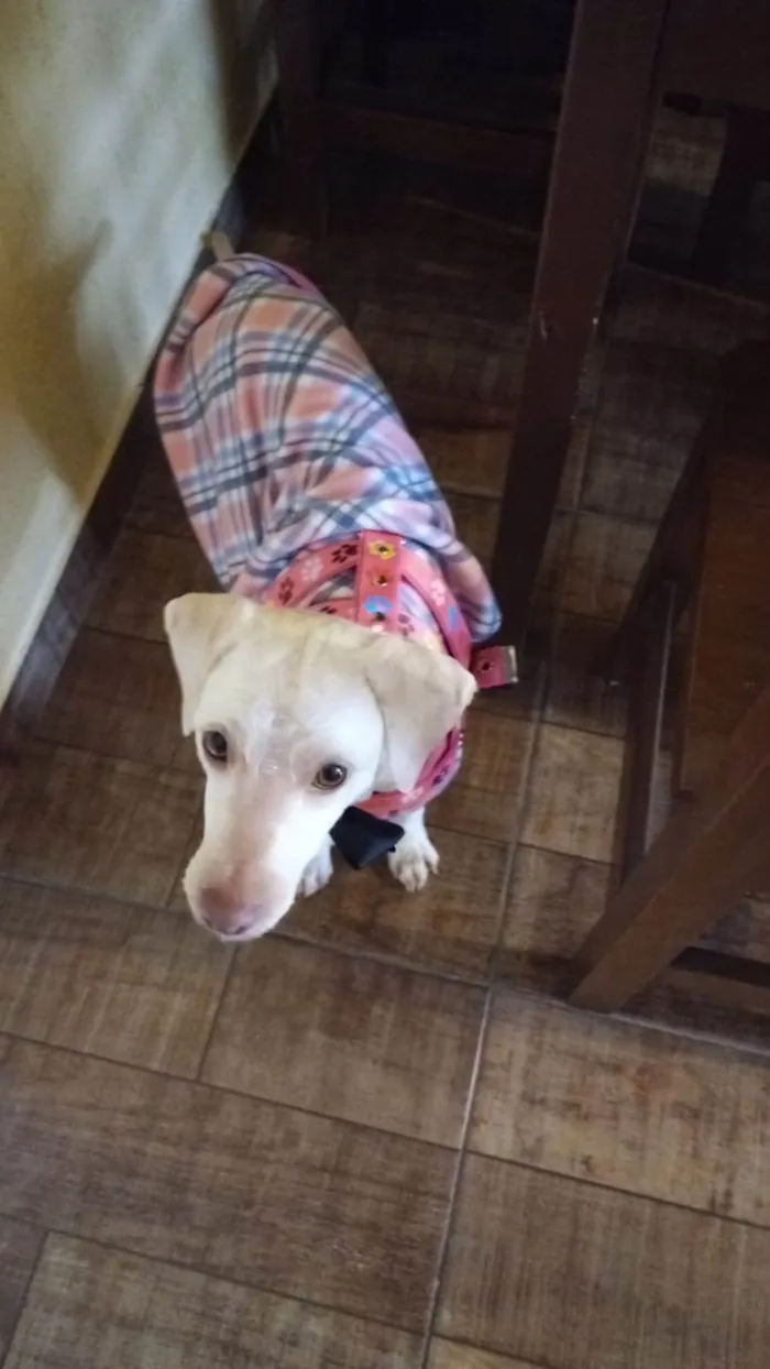 Cachorro ra a SRD-ViraLata idade 2 anos nome PÉROLA