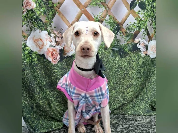 Cachorro ra a SRD-ViraLata idade 2 anos nome PÉROLA
