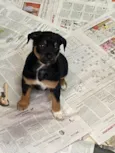 LUCA