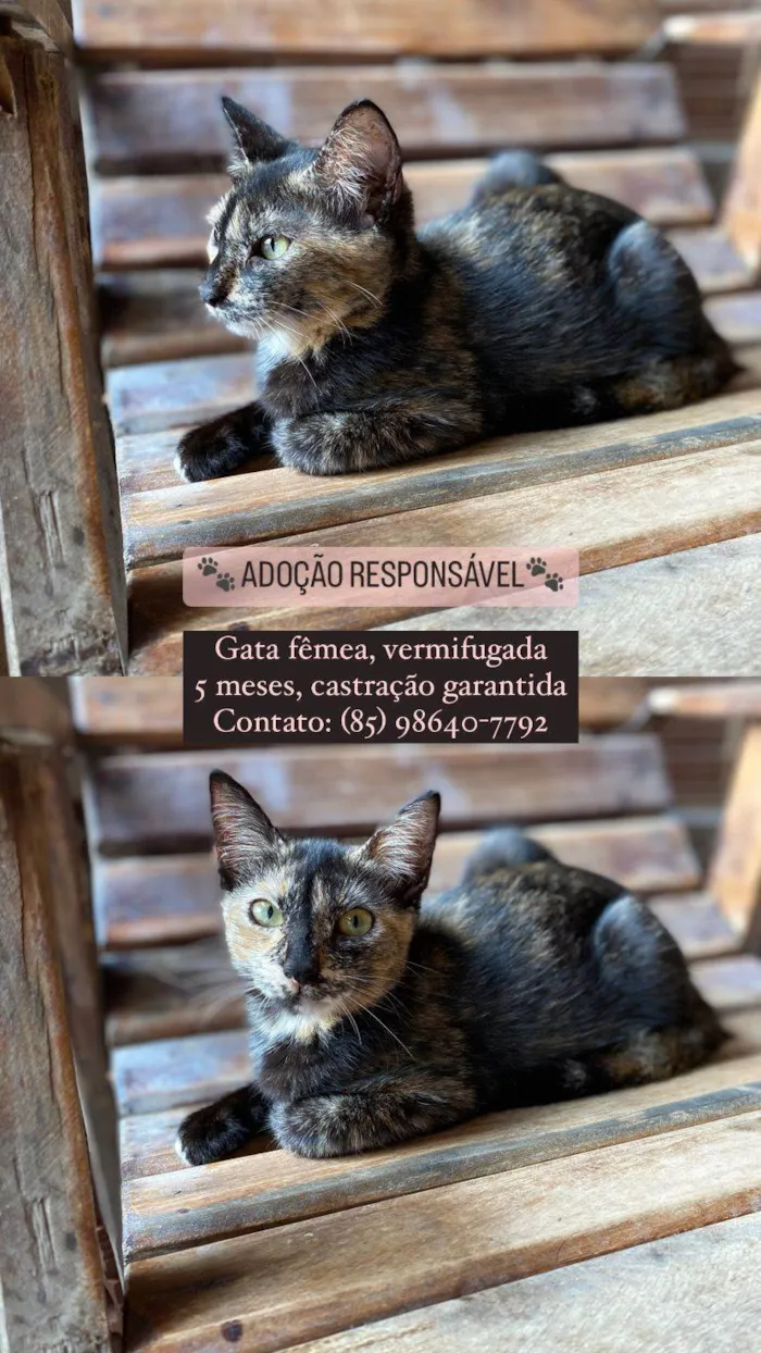 Gato ra a  idade  nome Sem Nome